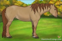 Horse Color:Red Dun