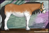 Horse Color:White Spotted Bay 