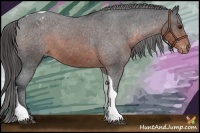 Horse Color:Brown Tobiano Appaloosa