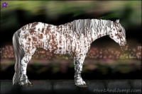 Horse Color:Brown Appaloosa  and Brown Appaloosa Rabicano 