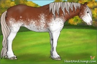 Horse Color:White Spotted Silver Bay 
