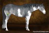 Horse Color:Black Chinchilla Splash Rabicano 