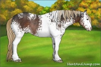 Horse Color:White Spotted Liver Chestnut Rabicano