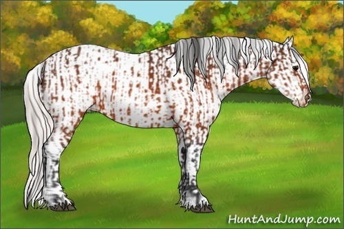 Horse Color:Brown Appaloosa  and Silver Brown Appaloosa 