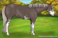 Horse Color:Silver Black Sabino 
