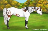 Horse Color:Brown Appaloosa  and Silver Brown Appaloosa 
