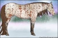Horse Color:Brown Varnish  and White Spotted Brown Pearl Dun Splash 