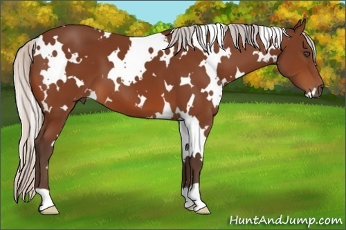 Horse Color:White Spotted Silver Bay 