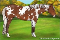 Horse Color:White Spotted Silver Bay 
