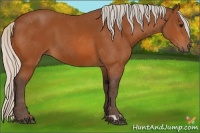 Horse Color:Silver Bay 