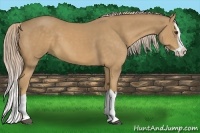 Horse Color:Palomino Splash 
