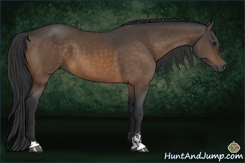 Horse Color:Buckskin Sabino