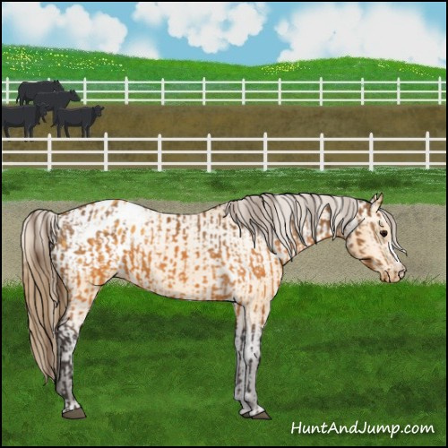 Horse Color:Buckskin Blanket  and Buckskin Blanket 