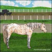Horse Color:Buckskin Appaloosa  and Buckskin Appaloosa 