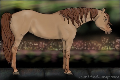 Horse Color:Red Dun 