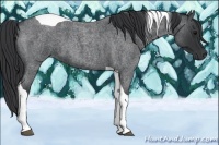 Horse Color:Blue Roan Tobiano 
