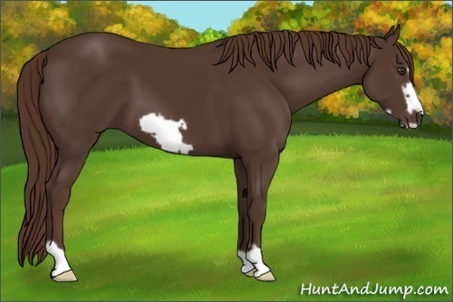 Horse Color:Liver Chestnut Frame 