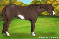 Horse Color:Liver Chestnut Frame 