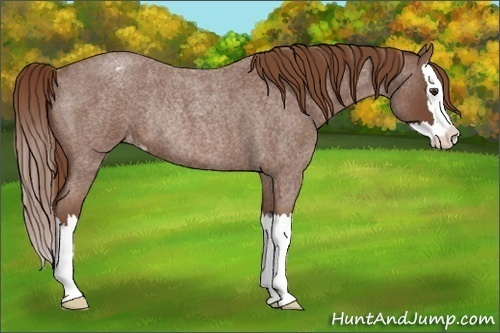 Horse Color:Red Roan Splash Varnish Rabicano 