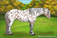 Horse Color:Brown Appaloosa  and Brown Appaloosa 