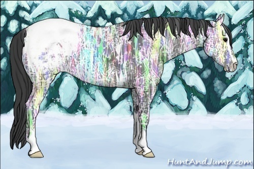 Horse Color:Black Ice Sabino Appaloosa 