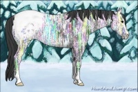 Horse Color:Black Ice Sabino Appaloosa 
