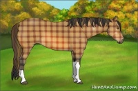 Horse Color:Plaid  Bay 