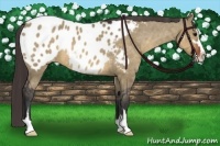 Horse Color:Brown Dun Sabino Appaloosa