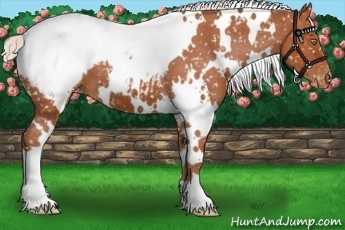Horse Color:White Spotted Silver Bay Snowcap