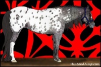 Horse Color:Liver Red Onyx Ice Roan Appaloosa 