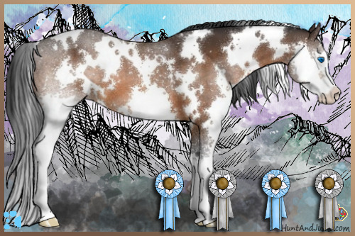 Horse Color:White Spotted Bay Splash