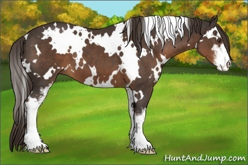 Horse Color:White Spotted Liver Chestnut Sabino 