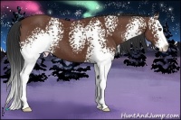 Horse Color:White Spotted Bay Splash