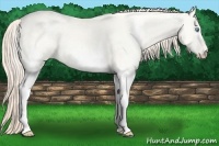 Horse Color:White Spotted Perlino Dun 