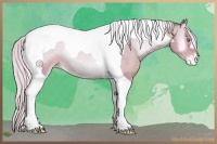 Horse Color:Watercolor Silver Sable Champagne Onyx Tobiano Appaloosa Rabicano