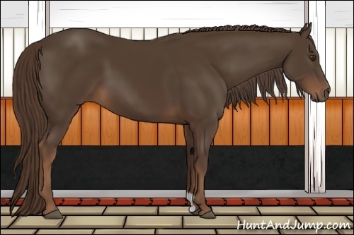 Horse Color:Liver Chestnut 