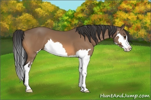 Horse Color:Buckskin Splash Frame 