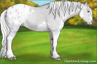 Horse Color:Silver Classic Champagne Chinchilla Dun Splash Appaloosa 