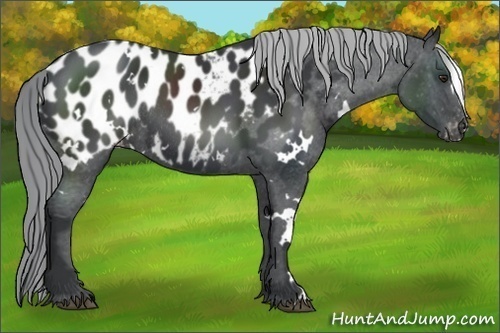 Horse Color:White Spotted Smoky Black Chinchilla Near Leopard Rabicano 