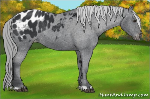 Horse Color:Smoky Black Chinchilla Appaloosa Rabicano 