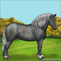 Horse Color:Silver Smoky Black Chinchilla Rabicano