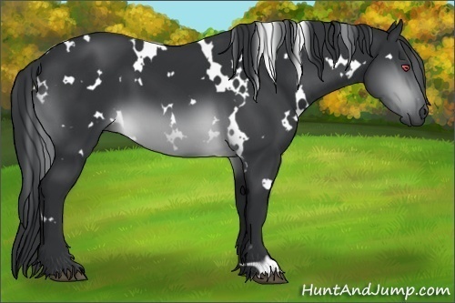 Horse Color:White Spotted Brown Chinchilla 