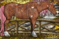 Horse Color:Painted Silver Brown Rabicano  and Silver Bay Rabicano 