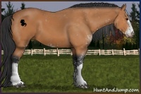 Horse Color:Bay Sabino 