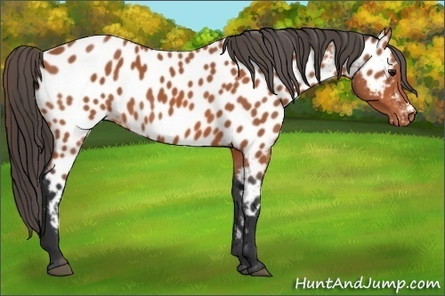 Horse Color:Bay Appaloosa