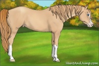 Horse Color:Gold Champagne Splash