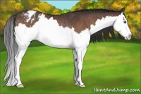 Horse Color:Brown Splash Appaloosa Rabicano