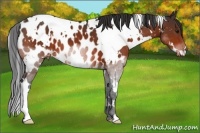 Horse Color:White Spotted Bay Near Leopard