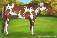 Horse Color:White Spotted Chestnut 