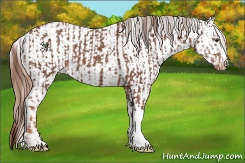 Horse Color:Chestnut Appaloosa  and Chestnut Splash Appaloosa 